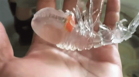 일본 심해에서 잡힌 신기한 생물 .jpgif | 인스티즈