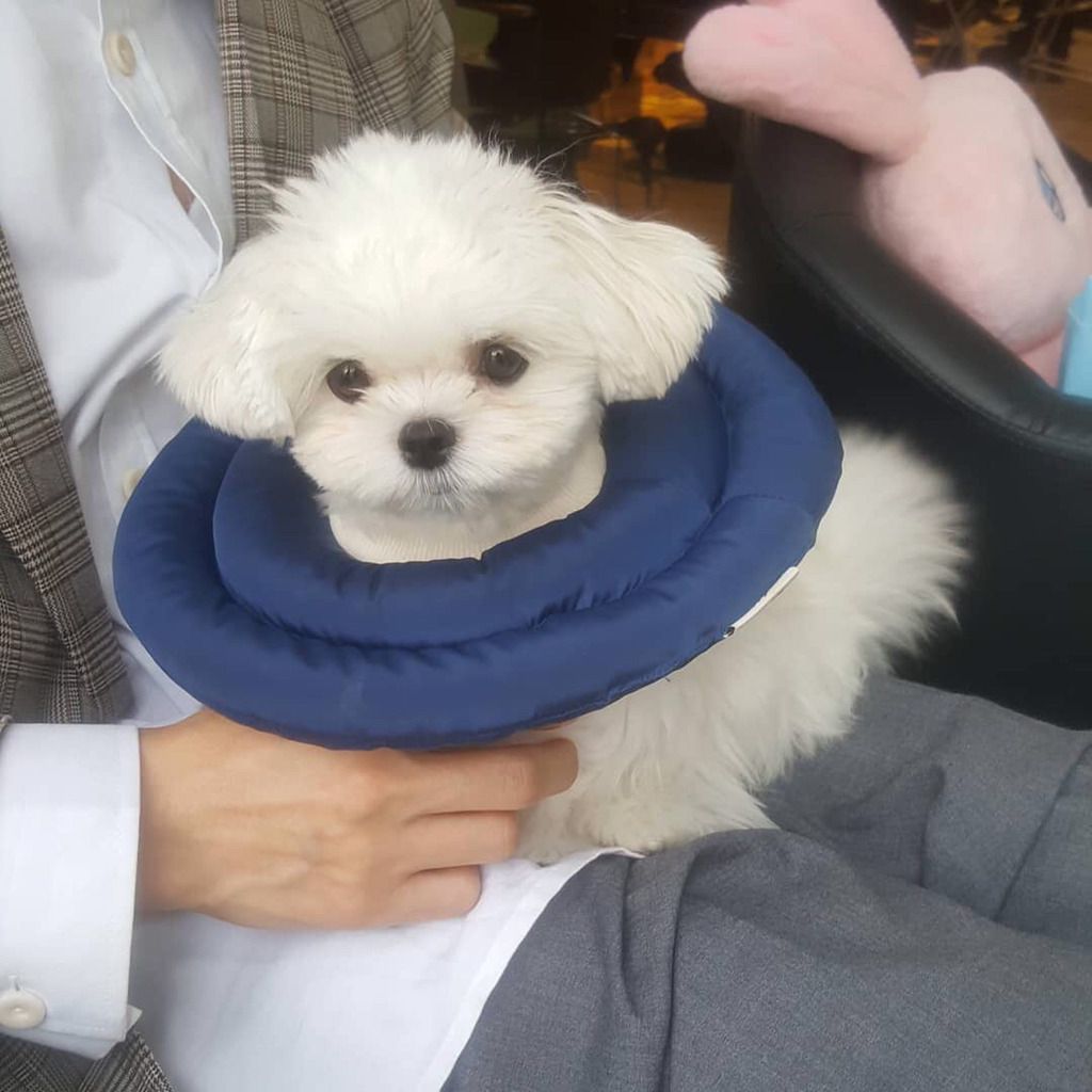 슈퍼주니어 이특이 키우는 반려견 심쿵.jpg | 인스티즈
