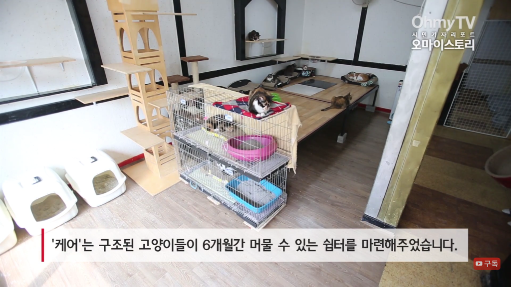 마산 애니멀 호더에게서 구조한 50여마리의 고양이들에게 손길을 내밀어주세요! 곧 쉼터가 폐쇄되어 아이들이 갈 곳이 없습니다 | 인스티즈