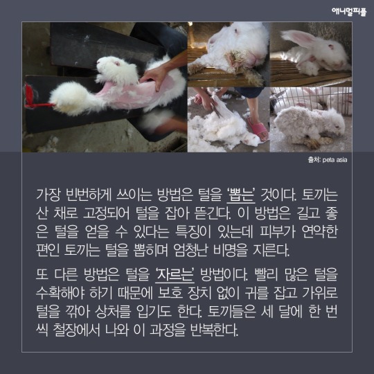 일상에 스며든 동물학대 생산품들 | 인스티즈