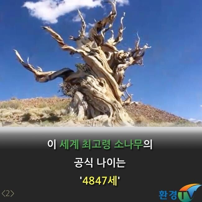 세상에서 가장오랫동안 생존한 나무 | 인스티즈