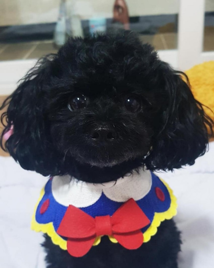 멍갤에 올라온 사람이였으면 연예인 했을거라는 강아지.jpgif | 인스티즈