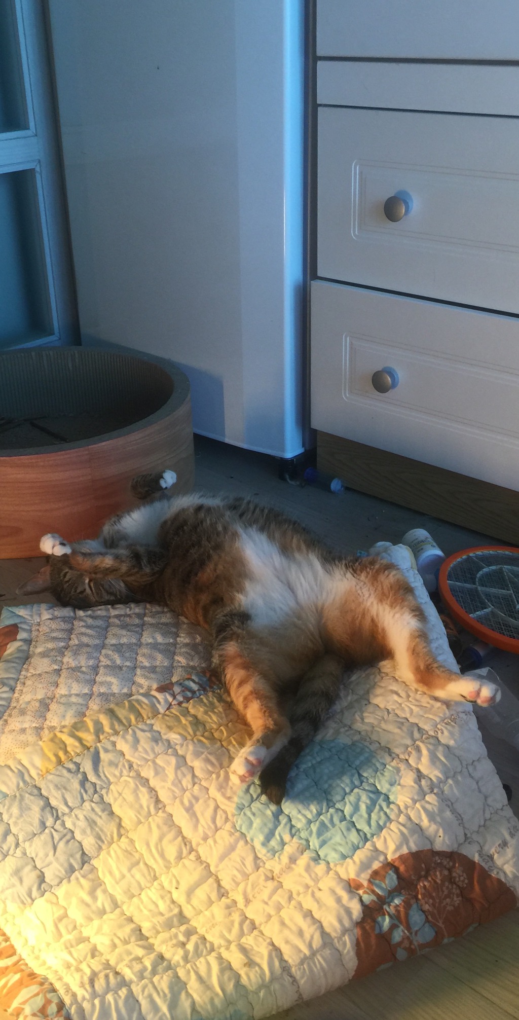 울집고양이 나랑 싸워서 내가 이겼다 | 인스티즈