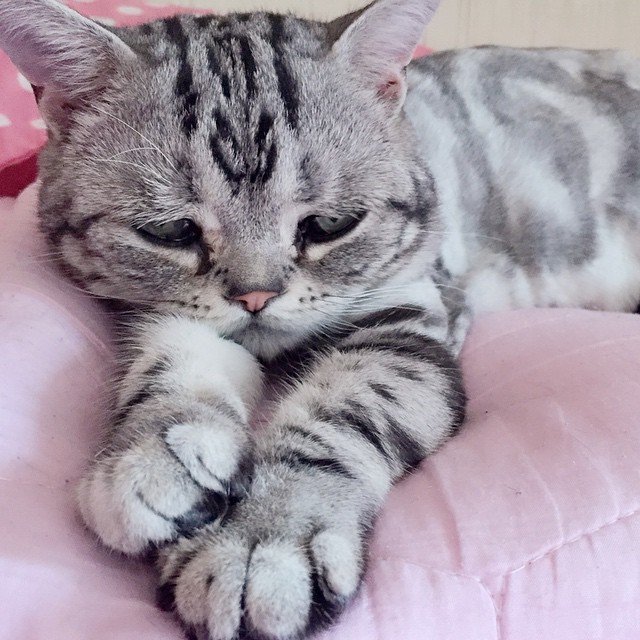 세상에서 가장 슬픈 고양이.jpg | 인스티즈