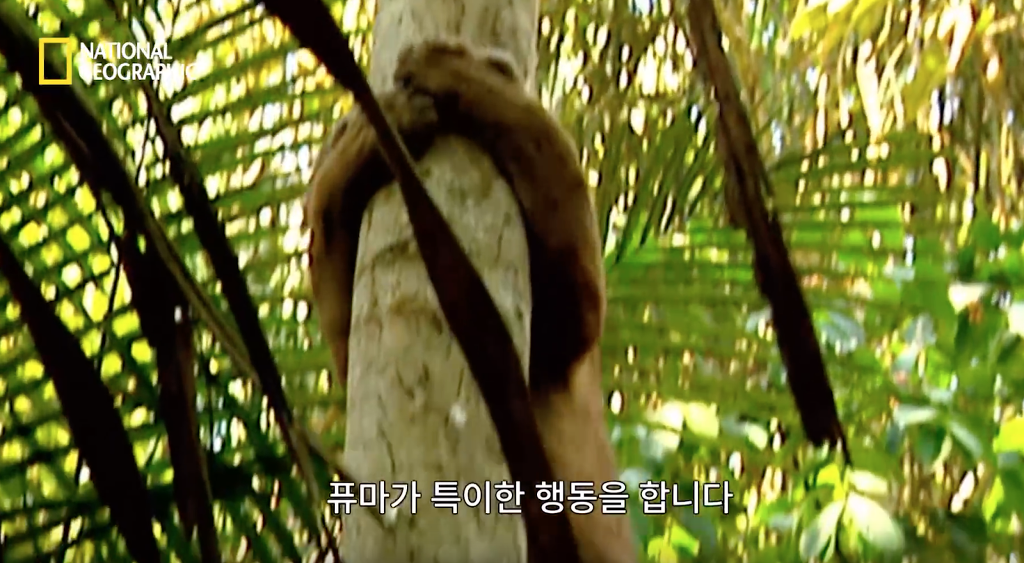 나무늘보 미워하지 않았으면 좋겠는 이유...jpg | 인스티즈