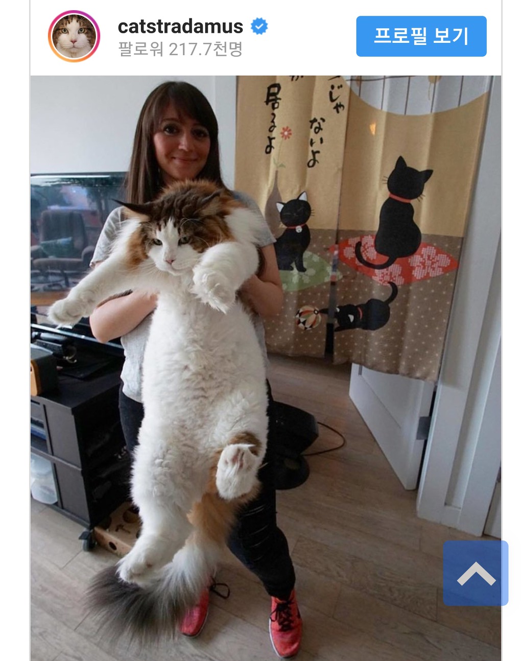 인스타 팔로우 20만이 넘는 거대 고양이 | 인스티즈
