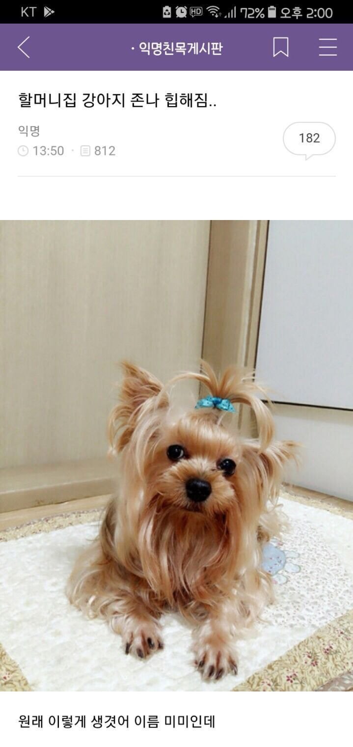 할머니댁 댕댕이가 힙하다 | 인스티즈
