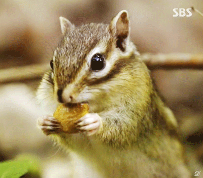 식사하는 주왕산 줄무늬 다람쥐.gif | 인스티즈