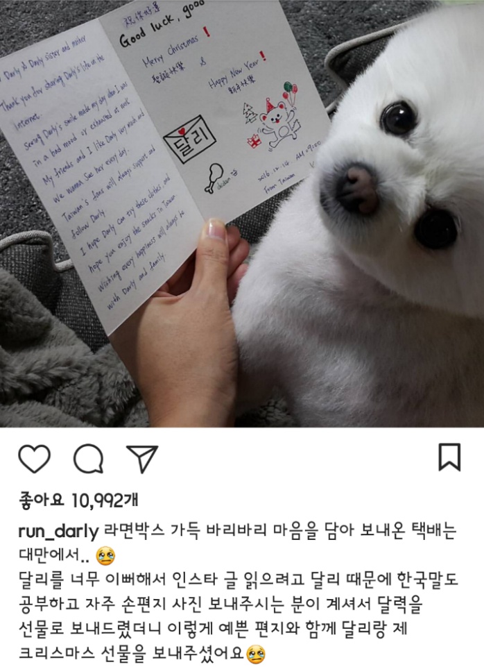대만사람까지 꼬시고 다니는 한류 스타 강아지 달리 | 인스티즈