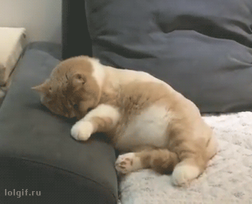 도망치다 총맞아 죽는 냥이.gif | 인스티즈