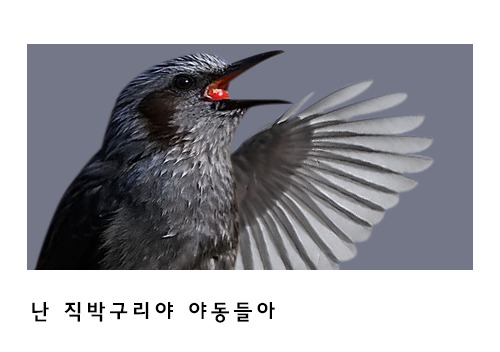 너구리에 대한 오해 | 인스티즈