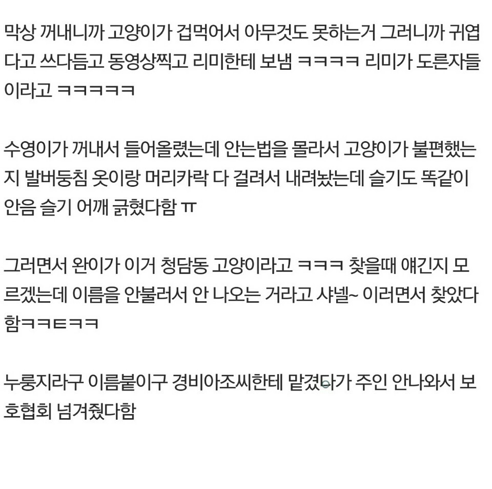 [레드벨벳] 조이 생파에 공개된 시트콤 같은 숙소에 고양이 난입한 일화ㅋ | 인스티즈