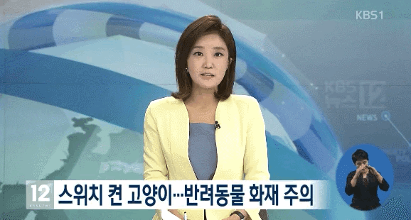 냥이의 위험성.gif | 인스티즈