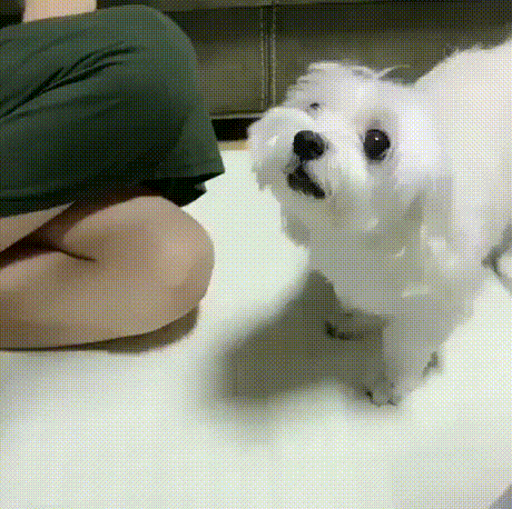 댕댕이 우정의 맹세.gif | 인스티즈