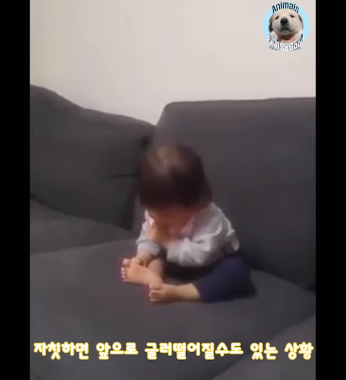 소파에서 위태롭게 졸던 아기를 본 강아지의 행동 | 인스티즈