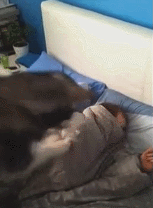 주인 깨우는 멍뭉이.gif | 인스티즈