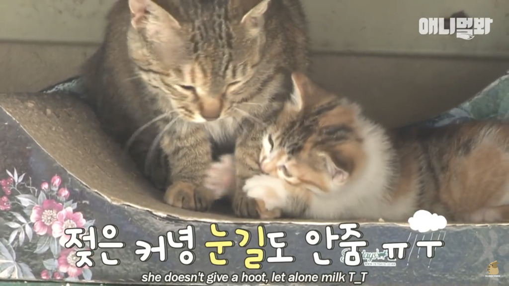 아기 고양이를 능숙하게 키우는 강아지의 사연은? | 인스티즈