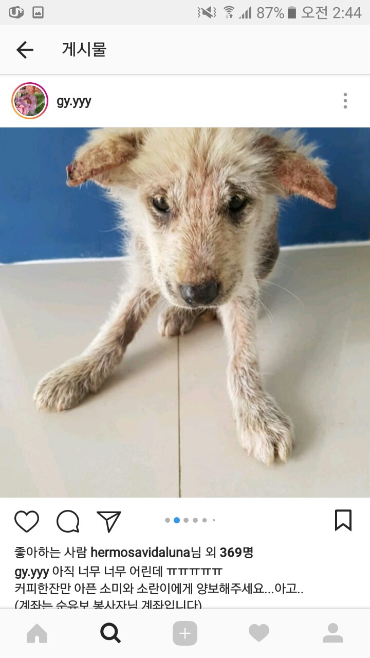 피부가 다 벗겨진 강아지 좀 도와주면 안될까? 소액후원도 정말 괜찮아 | 인스티즈